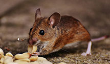24 Hour & Emergency Exterminators in Carrollton, AL